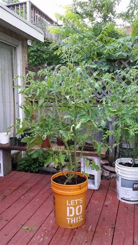 5 Gallon Bucket Tomato Planter Home Designs