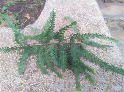 Download this tree branch, branches, leaves, tree transparent png or vector file for free. identification - What is this cone-shaped tree ...