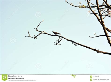 The Beautiful Birds On The Tree Stock Photo Image Of Aves Botany
