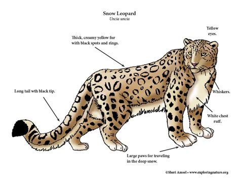 Snow Leopard Food Webs, Ngss, Snow Leopard, Life Cycles, Illustration