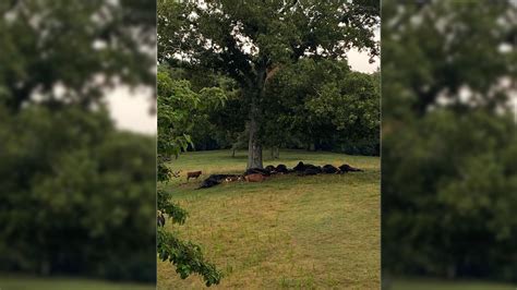 31 Cows Struck Killed By Lightning In Cullman County