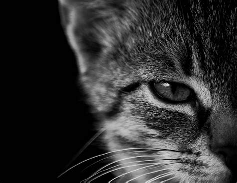 Cat Black Monochrome Animals Eye Hd Wallpaper Peakpx