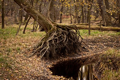 Photo Of The Day Upended Tree Shows Roots Morton Grove Il Miless