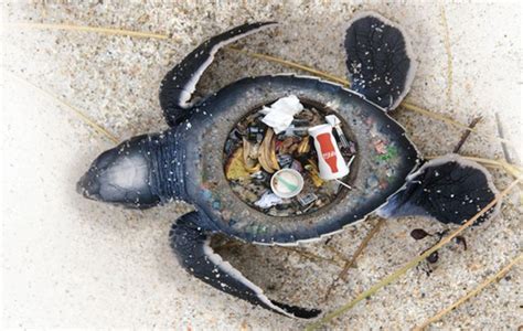 An Image Of A Crab On The Beach With Trash In Its Shell And Its Tail
