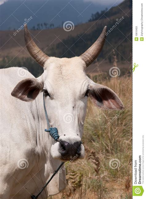 Cattle In Grassland Stock Image Image Of Grow Idyll 10610453