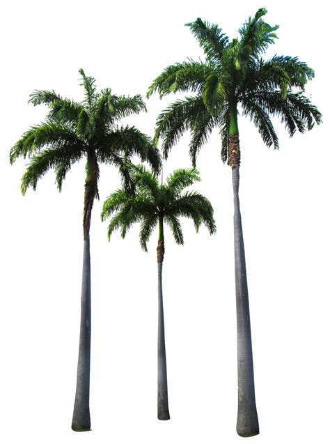 Palm Trees By Owhl Stock On Deviantart
