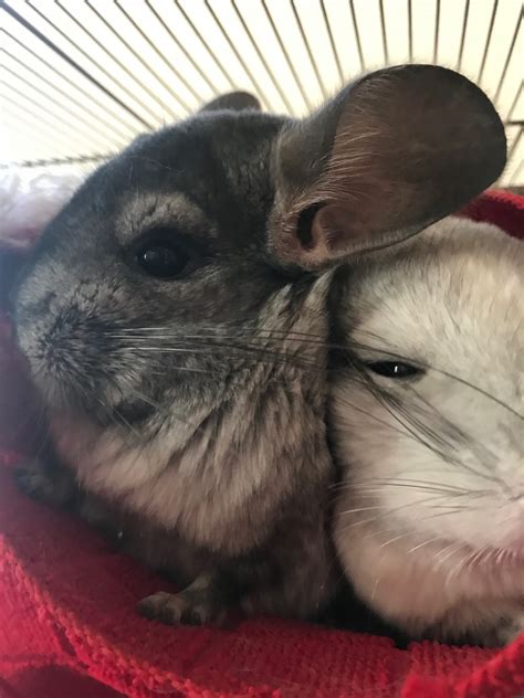 My last chin lived to be over 13. Chinchilla Rodents For Sale | Whitewater, WI #307606
