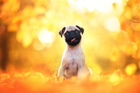 Pug Life 21 Awesome Photos Of Pugs Just Because 500px