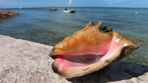 The Land Of Conch Bahamas Diving And Spearfishing Catch