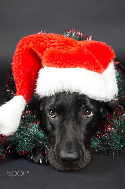 Black Labrador Black Labrador With A Funny Look Wearing A Santa Hat