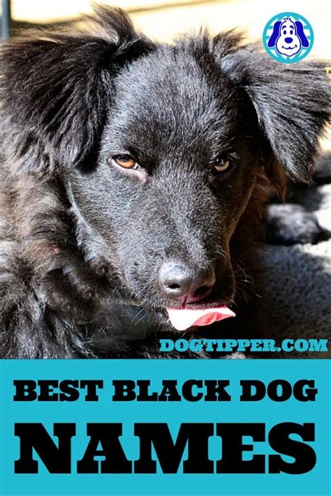130 Black Dog Names With Meanings For Your New Dog