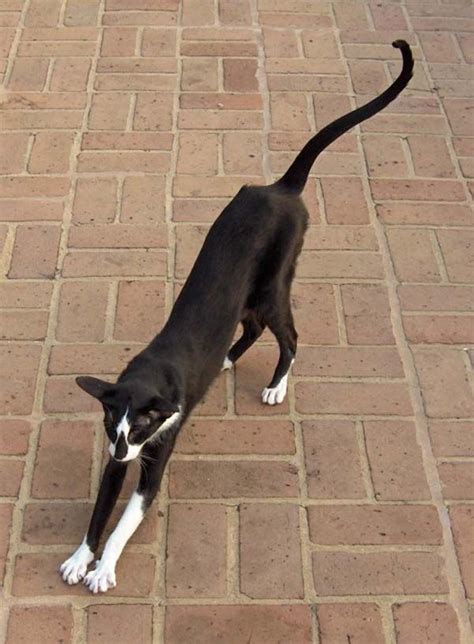 We did not find results for: 17 Best images about Cats: Oriental Shorthair on Pinterest ...