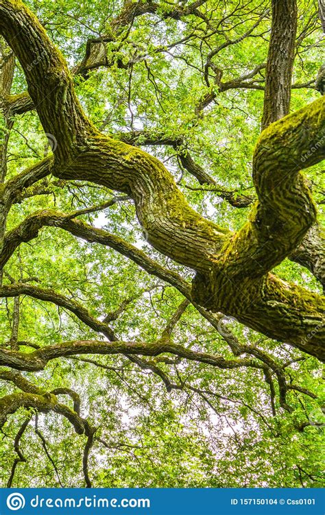 Mossy Branches Of Mighty Ancient Oak Tree Summer Forest Oak Bark