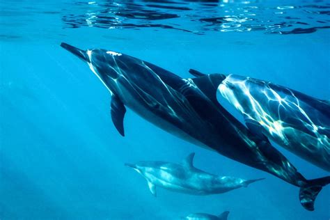 Dolphins In Maldives Watching Swimming And Dolphin Cruise Samudra