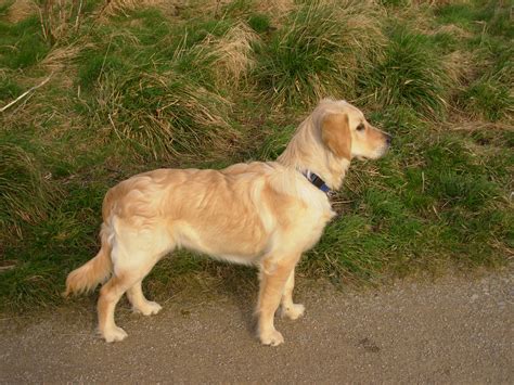 Pics Of All The 6 Month Old Puppies Page 2 Golden Retriever Dog Forums
