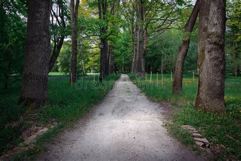 Quiet Path In A Dark Forest In The Spring Stock Photo Image Of Nature