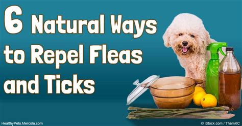 Natural Ways To Repel Fleas And Ticks Fleas Flea And Tick Holistic