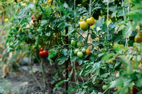 Vegetable Garden With Plants Of Red Tomatoes Ripe Tomatoes On A Stock