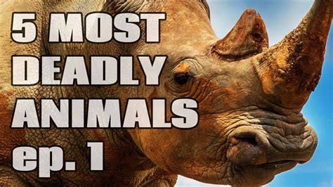 5 Most Dangerous Animals In The World Episode 1 Youtube