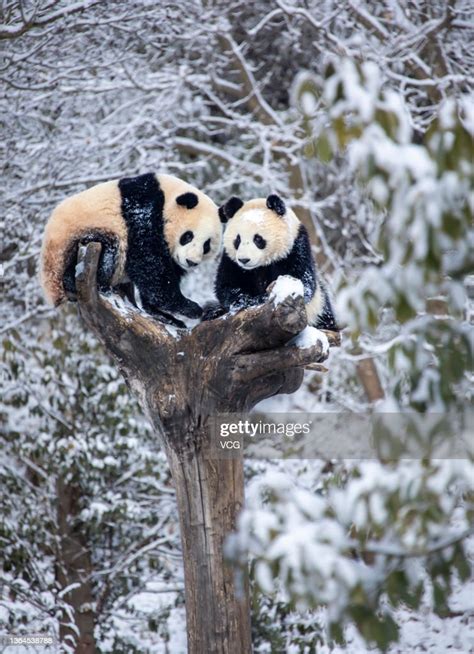 Giant Pandas Play In The Snow At The Shenshuping Base Of China News