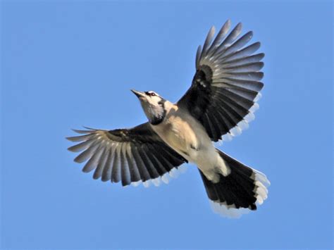 Blue Jay Celebrate Urban Birds