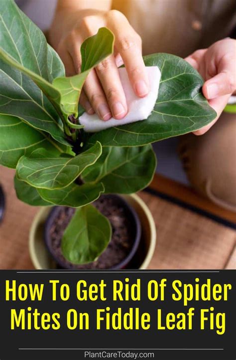 How To Get Rid Of Spider Mites On Fiddle Leaf Fig