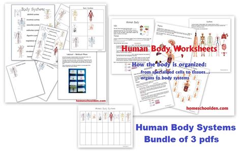 Place the value of the letter under the letter #____). Human Body Worksheets: Cells, Tissues, Organs, and the ...
