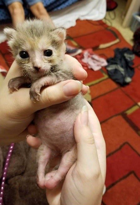 Kitten With Deformed Hind Legs Is Rejected By Its Mother Stuns Rescuer With Miraculous
