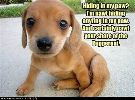Funny And Cute Dog Pictures 49 Desktop Wallpaper