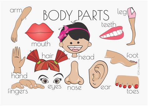 Cartoon Body Parts Cartoon Body Parts Vector At
