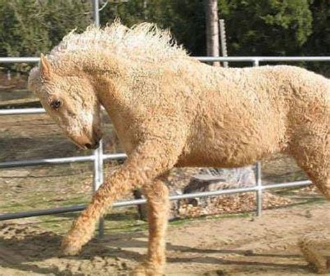 Bashkir Curly Horse Horses Curly Horse Horse Breeds
