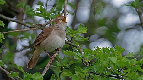 Nightingale Luscinia Megarhynchos Woodland Trust