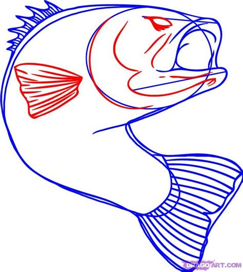 How To Draw A Bass Step By Step Fish Animals Free Online Drawing