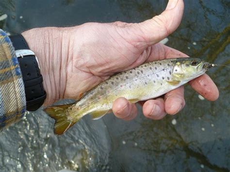 Wild Brown Trout Fishing Among The Rocks In Wales