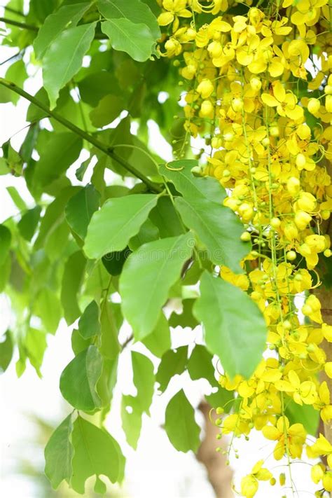 Beautiful Cassia Fistula Kanikonna Flowers In The Tree Stock Image