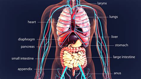 It is widely believed that there are 100 organs; 3d Illustration Human Body Organs Human Body System Stock ...