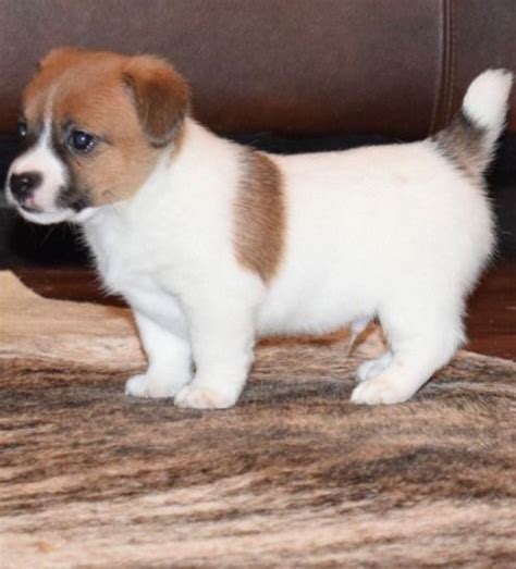 Jack Russell Terrier Puppies For Sale | Richmond, VA #259361