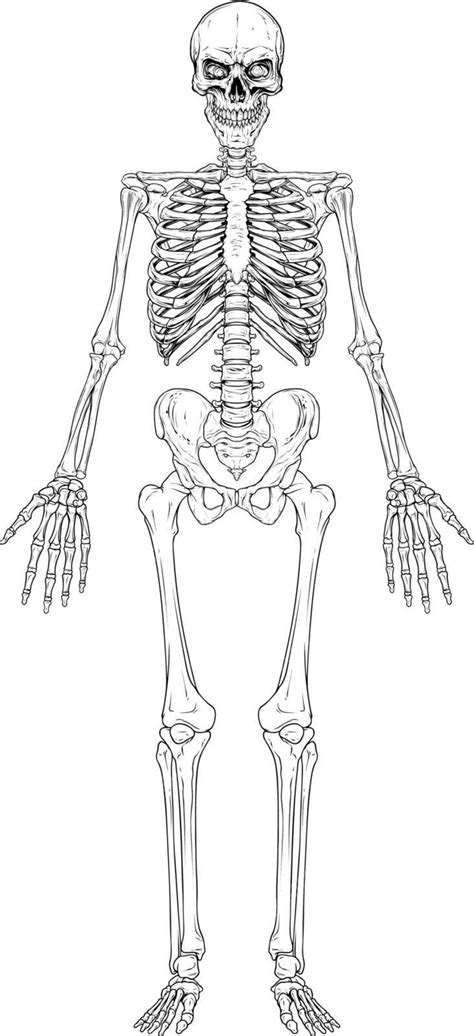 Vector Illustration Of A Monochrome Human Skeletal System In Graphic
