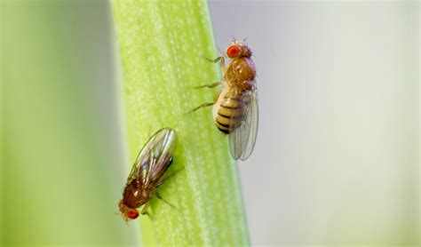 Duplicate Genes In Fruit Flies Explain Differences Between The Sexes