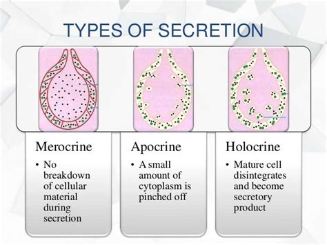 Apocrine Glands Location