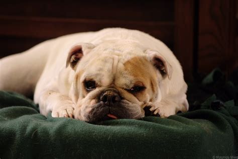 Common Health Issues In English Bulldogs