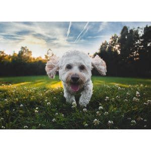 What Is The Average Cockapoo Life Expectancy Trending Breeds