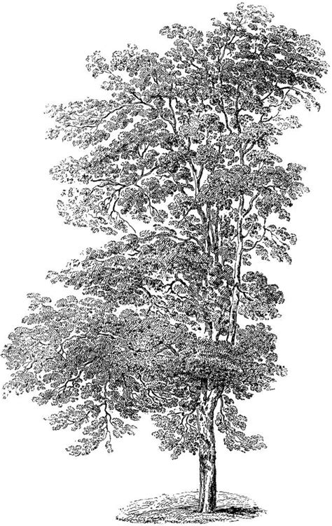 Tall Tree Clipart Black And White Free