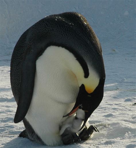 Solid Sea And Southern Sky Penguins Shafts And Snow