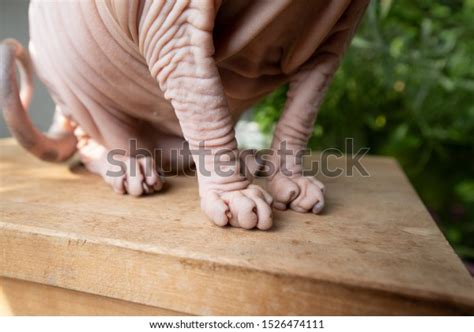 Close Hairless Sphynx Cats Paws Sitting Stock Photo 1526474111
