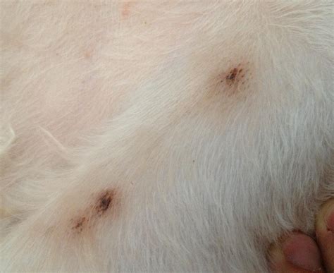 Question About Black Spots On Our Dogs Bellyarmpits 6 Yo Goldendoodle