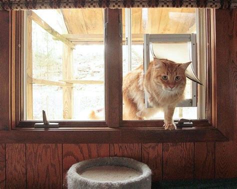 Diy How To Build An All Season Outdoor Cat Habitat With A Diy