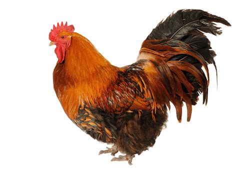 Cock Png High Quality Image Png Arts
