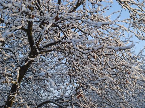 Free Images Tree Branch Snow Cold Winter Leaf Flower Frost