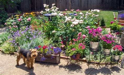 How To Plant A Dog Friendly Garden Dengarden